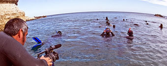 scuba diving with sea lions