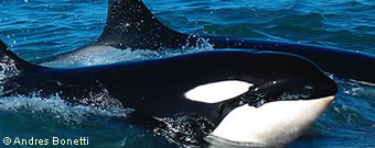 orcas