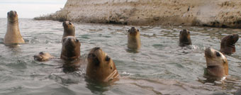 buceo con lobos marinos